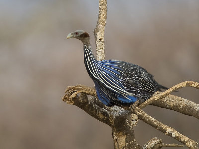 vulturine guineafowl  gierparelhoen  Acryllium vulturinum