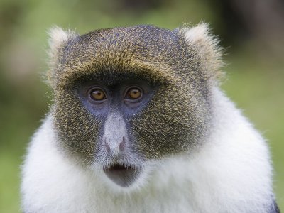 Sykes monkey  Cercopithecus mitis albogularis