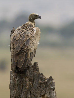 african white-backed vulture  witruggier  Gyps africanus