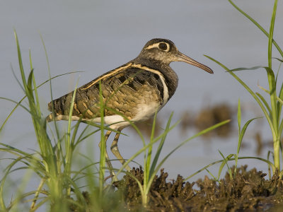 greater painted snipe (Rostratula benghalensis, NL: goudsnip)
