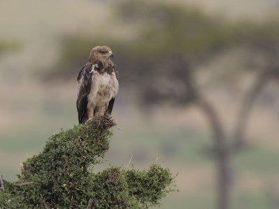 wahlberg's eagle  Aquila wahlbergi