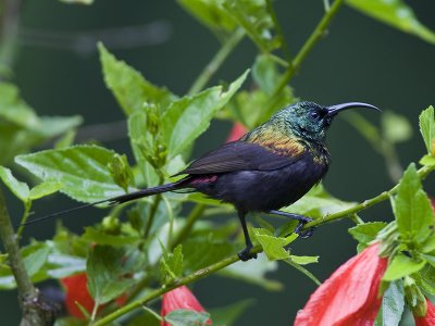bronze sunbird  bronshoningzuiger  Nectarinia kilimensis