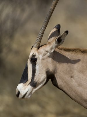 beisa oryx <br> Oryx gazella beisa