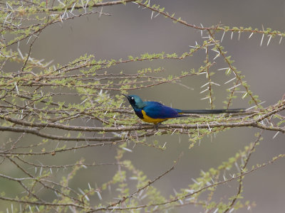 golden-breasted starling  koningsglansspreeuw  Cosmopsarus regius