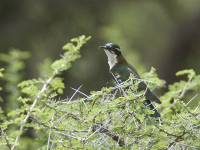 diederik cuckoo  Chrysococcyx caprius