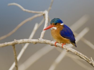malachite kingfisher  kleine gekuifde ijsvogel  Alcedo cristata