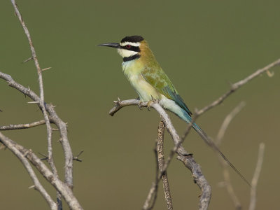 white-throated bee-eater  witkeelbijeneter  Merops albicollis