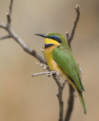 little bee-eater  dwergbijeneter  Merops pusillus