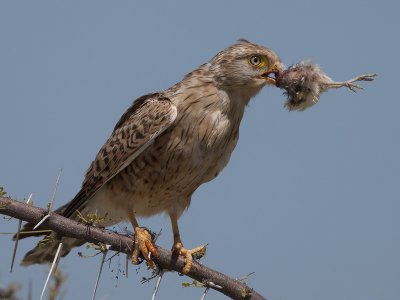 greater kestrel <br> grote torenvalk <br> Falco rupicoloides