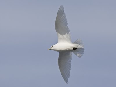 Ivory gull  ivoormeeuw  Pagophila eburnea