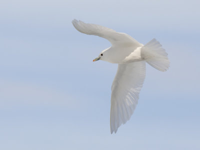 ivory gull <br> ivoormeeuw <br> Pagophila eburnea