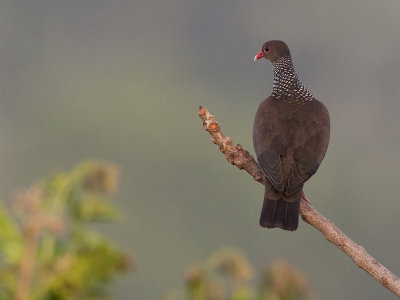 scaled pigeon  geschubde duif  Patagioenas speciosa