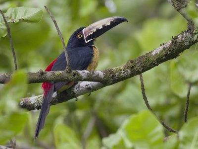 collared aracari  halsbandarassari  Pteroglossus torquatus