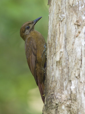 plain-brown woodcreeper  grijswang-muisspecht  Dendrocincla fuliginosa