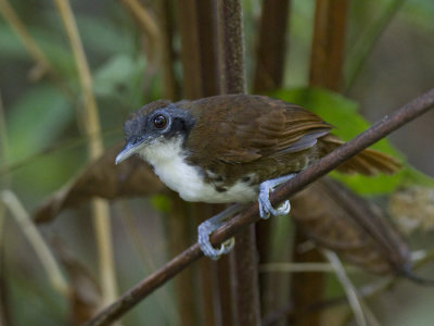 bicolored antbird  witoor-miervogel  Gymnopithys leucaspis