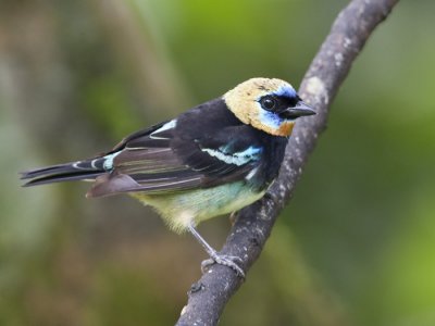 golden-hooded tanager <br> purpermasker-tangare <br> Tangara larvata