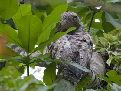 great potoo  vale reuzennachtzwaluw  Nyctibius grandis