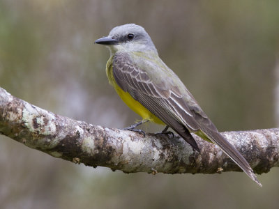 tropical kingbird  tropische koningstiran  Tyrannus melancholicus