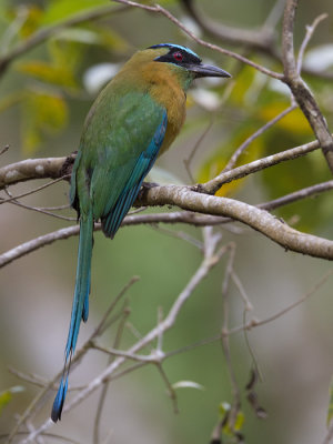 blue-crowned motmot  blauwkapmotmot  Momotus momota
