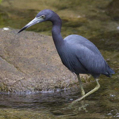 little blue heron  kleine blauwe reiger  Egretta caerulea