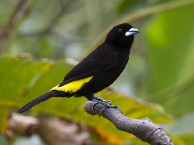 flame-rumped tanager  vuurrug-tangare  Ramphocelus flammigerus