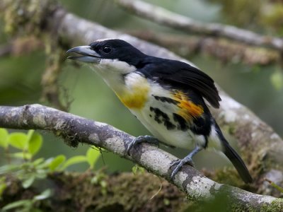spot-crowned barbet (m.)  roodflank-baardvogel  Capito maculicoronatus