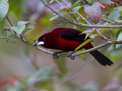 crimson-backed tanager  roodbuik-tangare  Ramphocelus dimidiatus