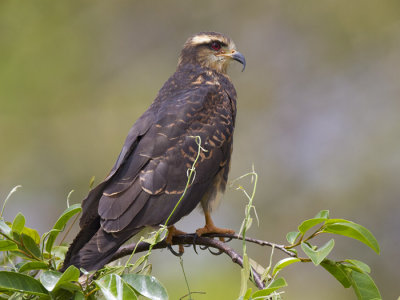 snail kite  slakkenwouw  Rostrhamus sociabilis