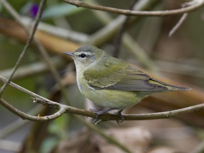 tennessee warbler