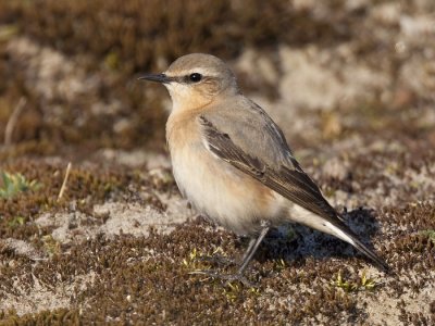 northern wheatear  tapuit  Oenanthe oenanthe