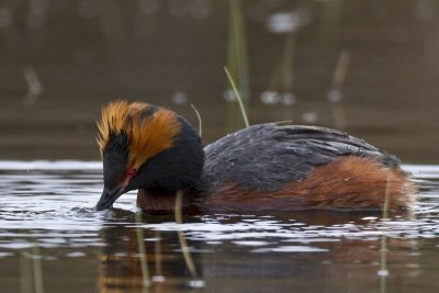 slavonian grebe  kuifduiker  Podiceps auritus