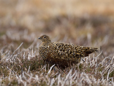 red grouse (female)  Schots sneeuwhoen  Lagopus scoticus