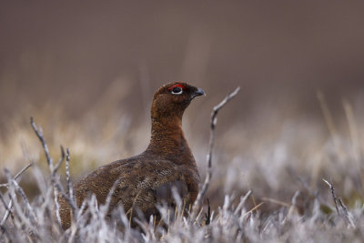 red grouse (male)  Schots sneeuwhoen  Lagopus scoticus
