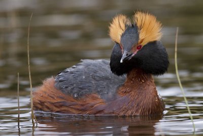 slavonian (horned) grebe  kuifduiker  Podiceps auritus
