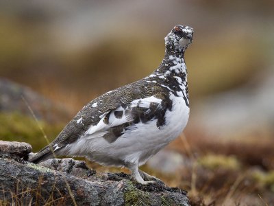 rock ptarmigan (male)  alpensneeuwhoen  Lagopus mutus