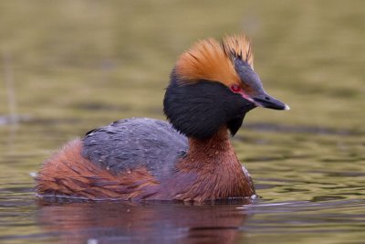 slavonian grebe  kuifduiker  Podiceps auritus