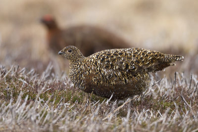 red grouse (female)  Schots sneeuwhoen  Lagopus scoticus