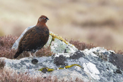 red grouse (male)  Schots sneeuwhoen  Lagopus scoticus