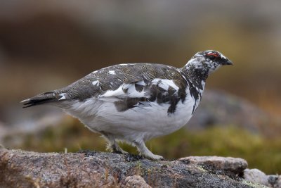 rock ptarmigan (male)  alpensneeuwhoen  Lagopus mutus
