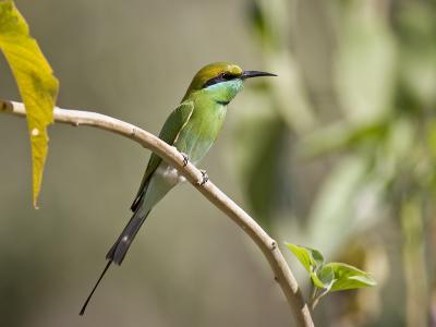 g3/93/611193/3/53131369.IMG_4036_greenbeeeater_02.jpg