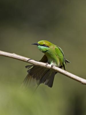 g3/93/611193/3/53131372.IMG_4081_greenbeeeater_02_800x600.jpg