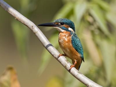 common kingfisher