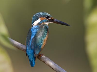 common kingfisher