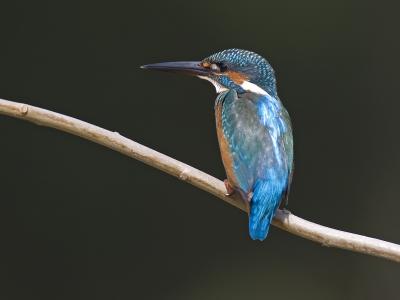 common kingfisher