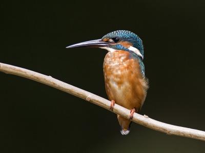 common kingfisher