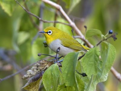 oriental white-eye