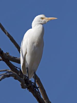 cattle egret