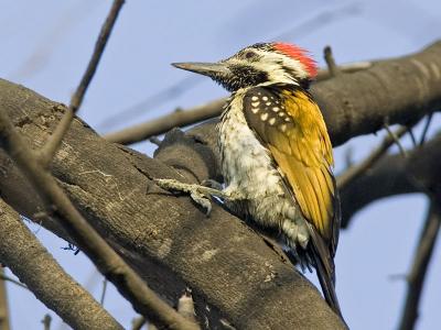 black-rumped flameback
