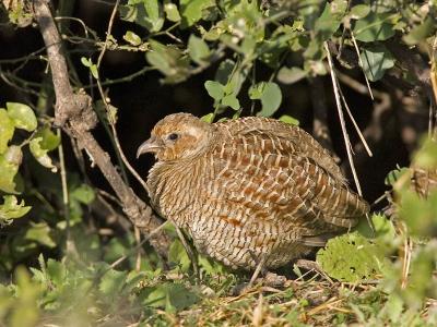 g3/93/611193/3/53131385.MX4T4007_greyfrancolin_02.jpg