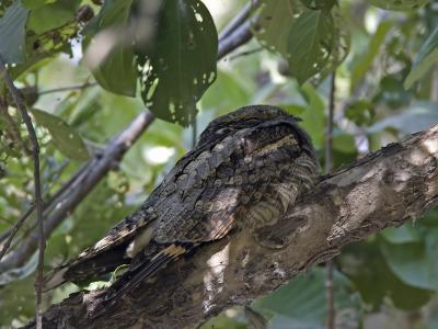 grey nightjar